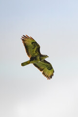 Close up of a Buzzard (Buteo buteo) flying in the sky flying, from the side and shiny feathers,...
