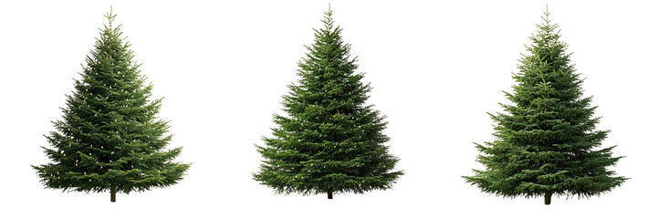 Fototapeta premium Set of festive Christmas tree isolated on a transparent background