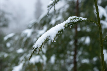 Snow on a tree branch in a cold winter snow scene