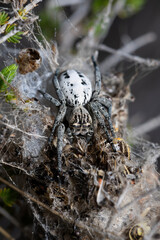 Stegodyphus lineatus (desert spider), the only species of the spider genus Stegodyphus in Europe....