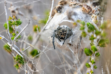 Stegodyphus lineatus (desert spider), the only species of the spider genus Stegodyphus in Europe....