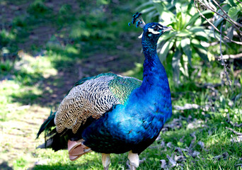 A vibrant peacock with shimmering blue and green feathers standing gracefully in a lush garden setting