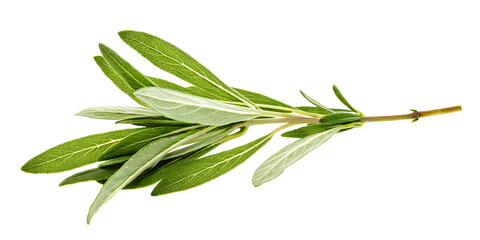 Obraz premium green sage herb leaves twig PNG ,isolated on white background.AI GENERATED