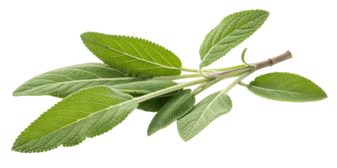 green sage herb leaves twig PNG ,isolated on white background.AI GENERATED