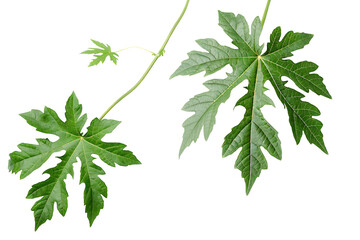 Fototapeta premium Plant leaf vine PNG isolated on white background.AI GENERATED