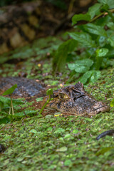alligator in the river