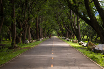 Rain tree tunnel at Kanchanaburi Thailand.