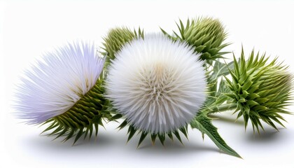 Obraz premium milk thistle flower heads isolated on white background