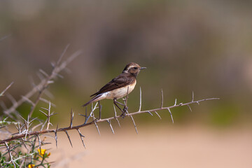 Cyprus wheatear (Oenanthe cypriaca) on branch with green background. This bird is Endemic to Cyprus.