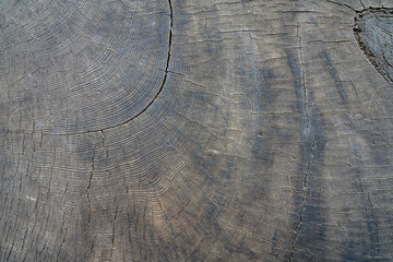 Fototapeta premium Sequoia Growth Rings