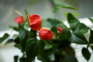 Fototapeta premium Vibrant red flowers blooming on a lush green plant in a bright indoor setting during the morning hours