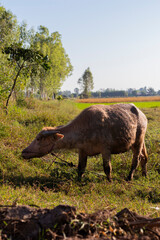 Buffalo in green field