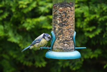 blue tit at the feeder
