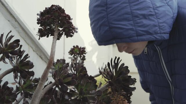 Boy in a blue winter coat smells a black aeonium plant in a botanical garden, showcasing a moment of curiosity and connection with nature's unique flora