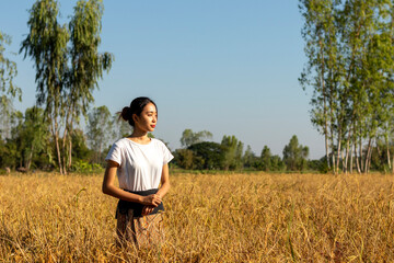 woman in the golden rice field