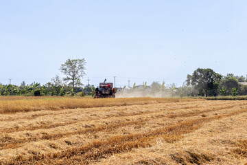 Obraz premium Harvest machine in golden Rice field 