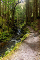 Pucks Glen gorge trail, Dunoon, Cowal peninsula, Argyll and Bute, Scotland