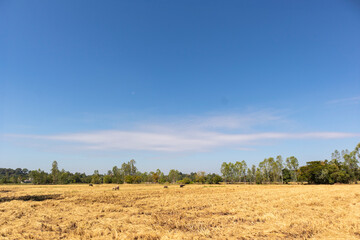 Golden rice field