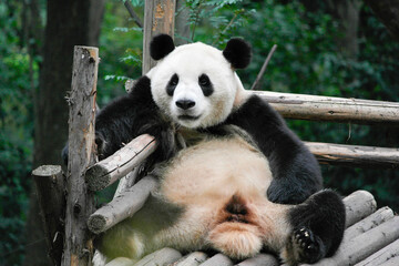 Fototapeta premium giant panda eating bamboo