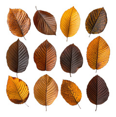 Fototapeta premium Autumn Leaves Collection Golden Brown Dried Foliage Fall Season Nature Background