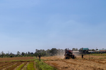 Fototapeta premium Harvest machine in golden Rice field 