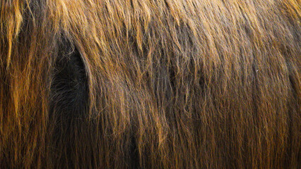 Animal Fur. Backgrounds and Textures: Extreme close up of a  donkey's hide in Folly Farm's barnyard. This coat is a thick warm, shaggy coats in deep shade of brown