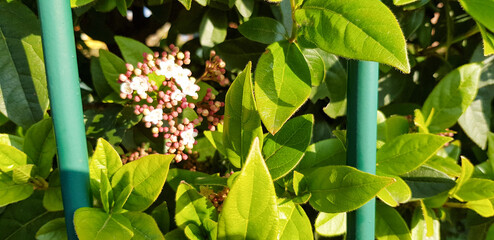 A beautiful plant that features white flowers and vibrant green leaves