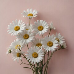 Fototapeta premium Minimal styled concept. White daisy chamomile flowers on pale pink background. Creative lifestyle, summer, spring concept.