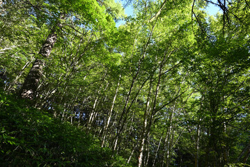 Fototapeta premium Climbing Mt. Tsubakuro, Nagano, Japan