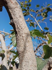 Fototapeta premium trees with horizontal lenticels on bark or lenticels on bark or lenticels on setm 