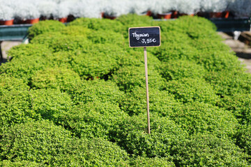 Green thyme during summer season