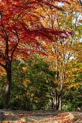 奇麗な紅葉