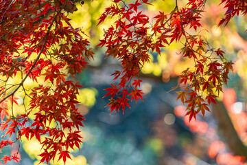 奇麗な紅葉