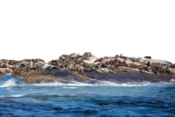 Seal island, Cape town South Africa. brown fur seals colony on Duiker Island, isolated on white transparent sky