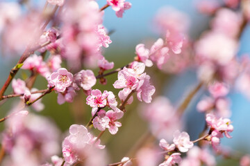Beautiful Pink Peach Blossoms in a Garden..