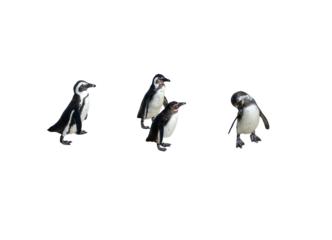African penguins, also known as Cape penguins isolated on white transparent