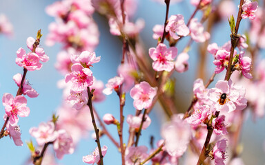 Fototapeta premium Beautiful Pink Peach Blossoms in a Garden..