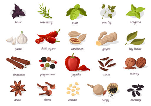 Herbs and spices collection. Basil, garlic and chili, cinnamon and more ingredients for cooking food. Fresh leaves and dried seeds. Flat vector illustration.