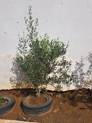 Olive tree thriving inside a car rubber tire. blends the resilience of nature with a touch of automotive nostalgia, set against wall backdrop. Nature Meets Nostalgia