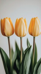 Obraz premium Beautiful yellow tulips arranged with green leaves in a simple setting