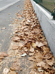 There is a pile of colorful leaves gathered on the side of a road