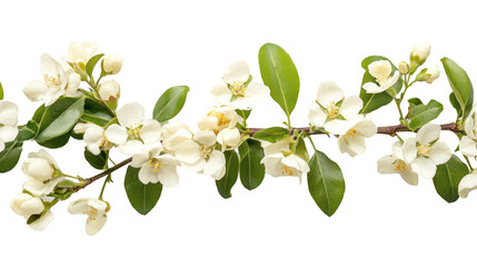 Obraz premium A delicate branch adorned with white flowers and green leaves, showcasing nature's beauty and freshness.