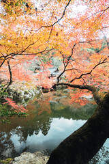京都の醍醐寺の紅葉