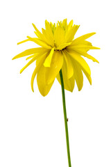 yellow flower isolated on white