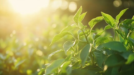 Organic green pepper plants thriving in sunlight on a farm showcasing healthy growth and vibrant foliage in a garden setting.