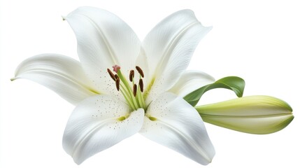 Obraz premium A close-up of a beautiful white lily flower with a bud and green leaves.