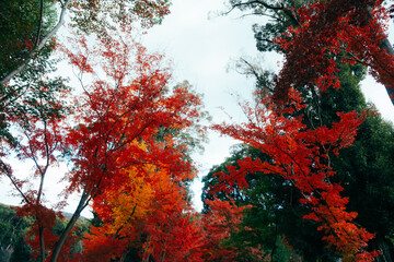 京都の醍醐寺の紅葉