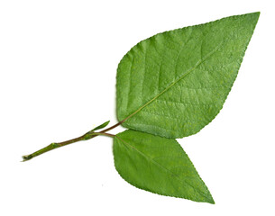 green leaf of a tree on a white background