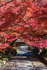 紅葉に囲まれた秋の石段と寺院
Stone Steps and Temple Surrounded by Autumn Foliage