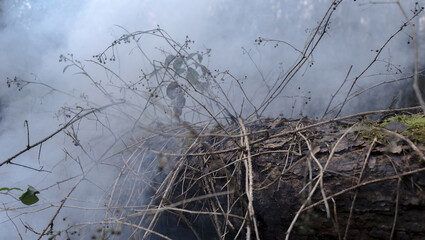 Tree entangled in brambles and brush, emerging from a blanket of fog